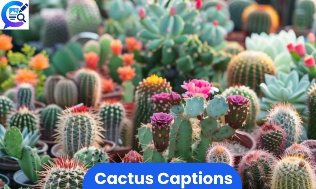 Green cactus plant in a small pot with sunlight